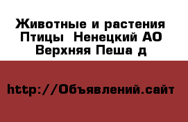 Животные и растения Птицы. Ненецкий АО,Верхняя Пеша д.